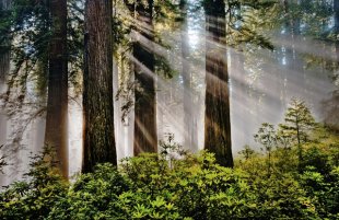 Alamo Travel Tips - From the Redwood woodland - there are numerous issues may well not know about California’s Redwood forests. Learn about these amazing trees and just what California’s areas offer.