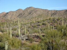 Arizona-Sonora Desert Museum