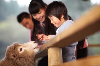 Farm-Stay-New-Zealand