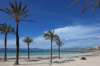 Palm trees on the beach in Palma de Mallorca